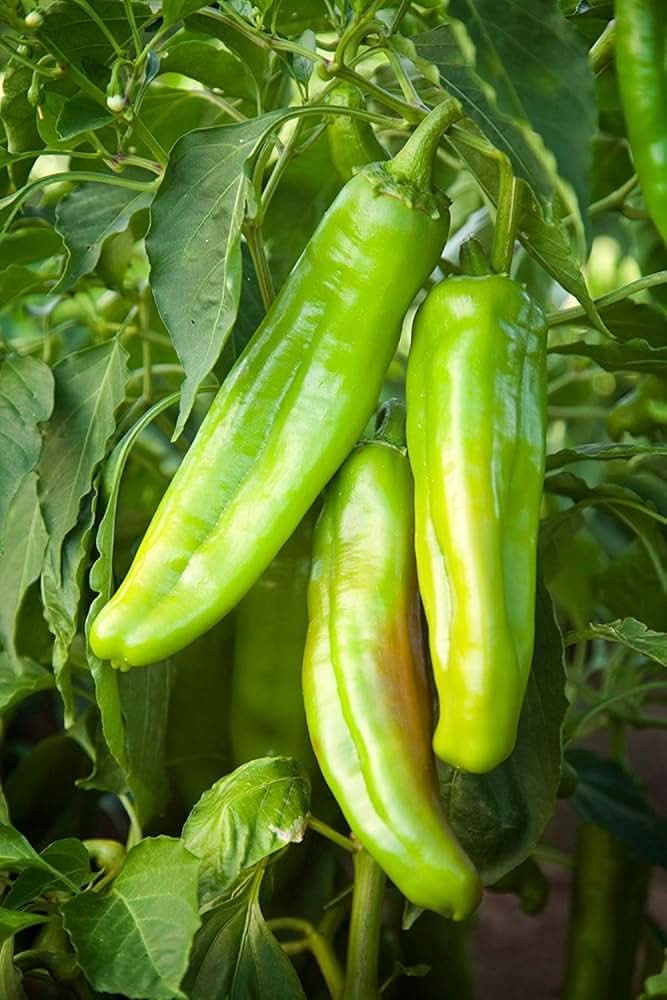 Big Jim Chilli Vegetable Seeds for Planting