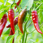 Cherry Pepper Capsicum Annuum Seeds for planting in patio garden