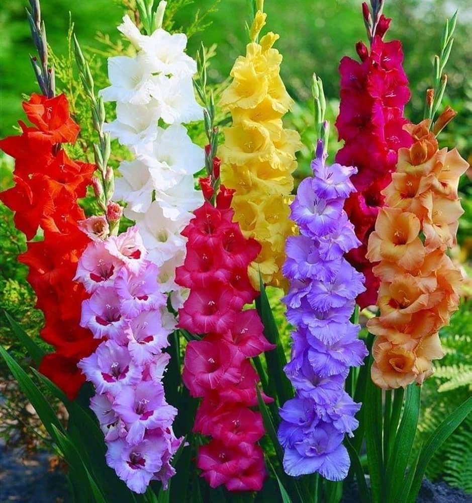 gladiolus flower seeds online Gladiolus Hortulanus Seeds – Gladiolus for Garden & Cut Flowers – Dharaseeds