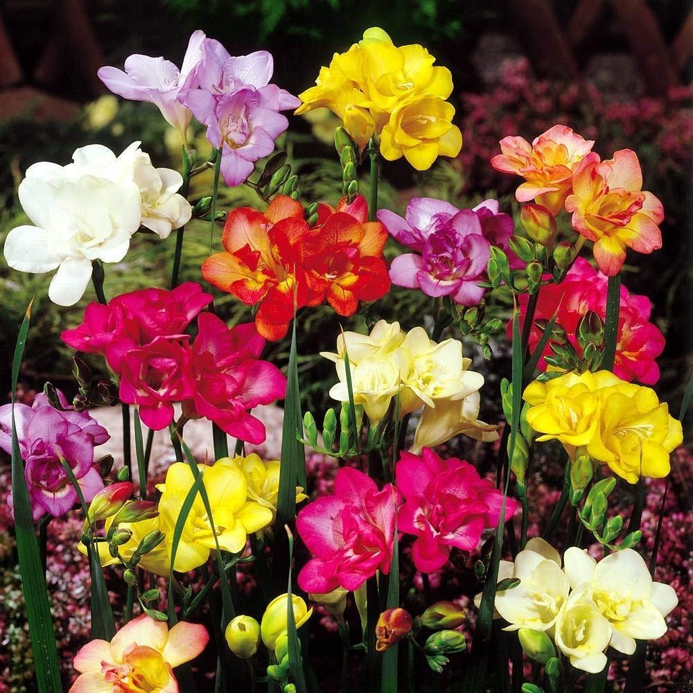 Freesia Seeds Mixed Colors for Garden and Container Planting