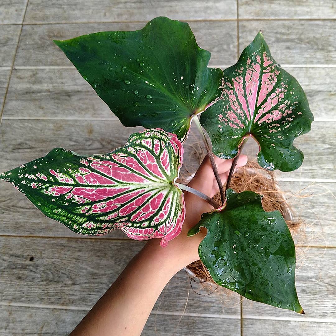 Thailand Caladium Seeds - Pieces of Indoor Air-Purifying Flowers for Garden & Bonsai