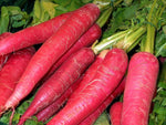 Red carrot seeds for home garden and nutritious vegetable gardening