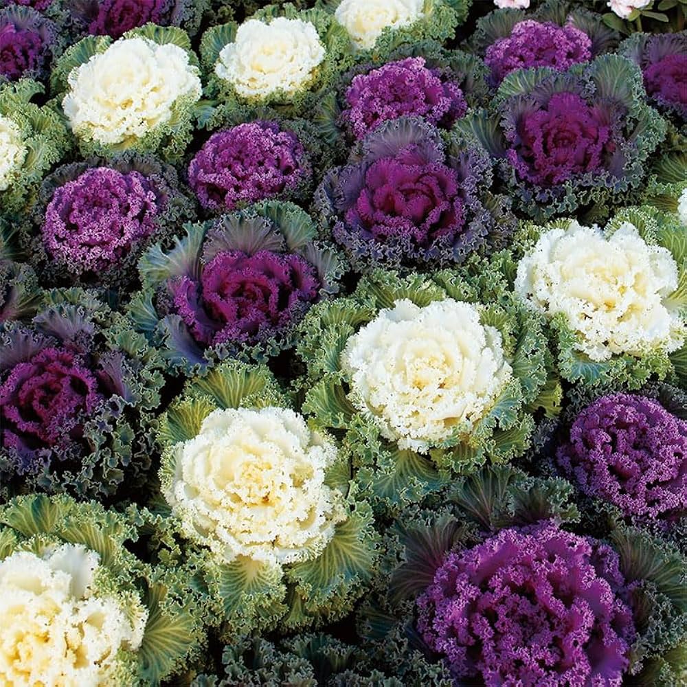 Kale ‘Chidori White’ flower seeds – frilly foliage ideal for decorative planting
