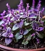 Lavender Catnip Plant Seeds for Planting- Aromatic and Pet-Friendly Gardens – Fresh Herb for Your Garden