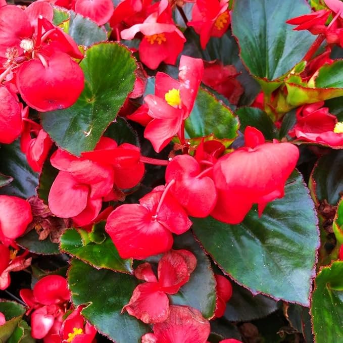 Scarlet Green Leaf Begonia Seeds