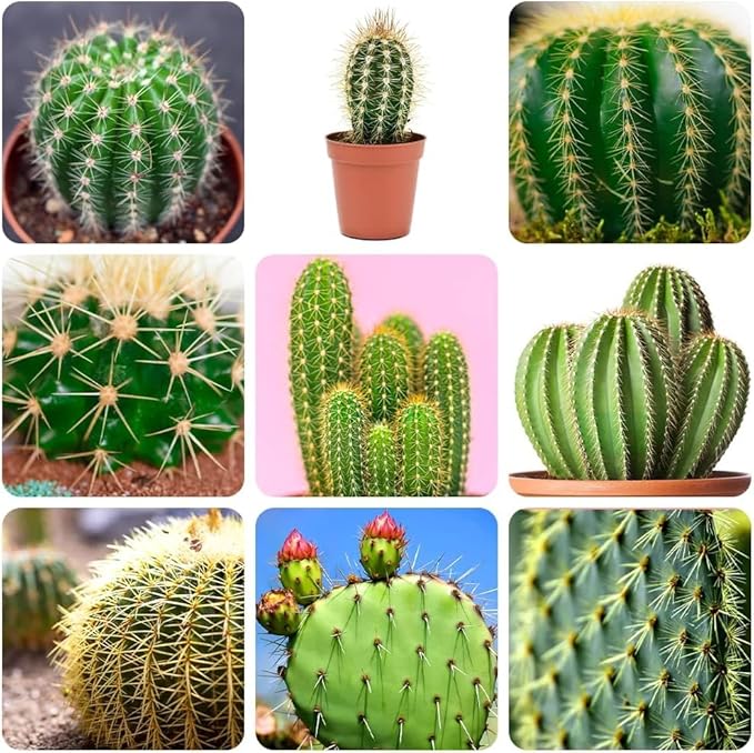 Cactus Drought-Resistant Plant Seeds