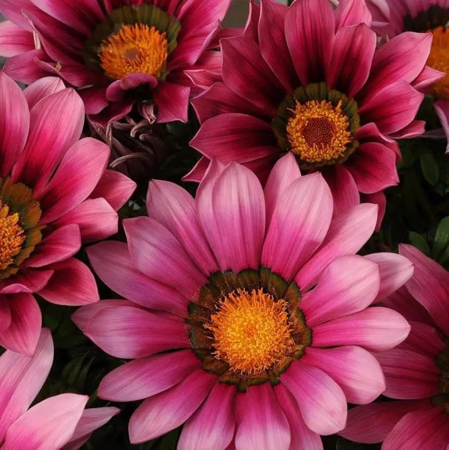 Pink Gazania Rigens Flower Seeds for Planting - NON GMO Seeds for planting in home garden