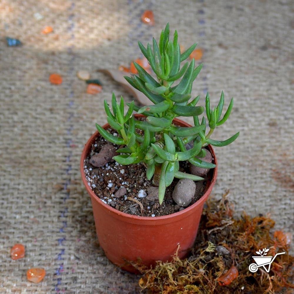 Propeller plant Crassula perfoliata var. minor succulent seeds for planting in indoor pots