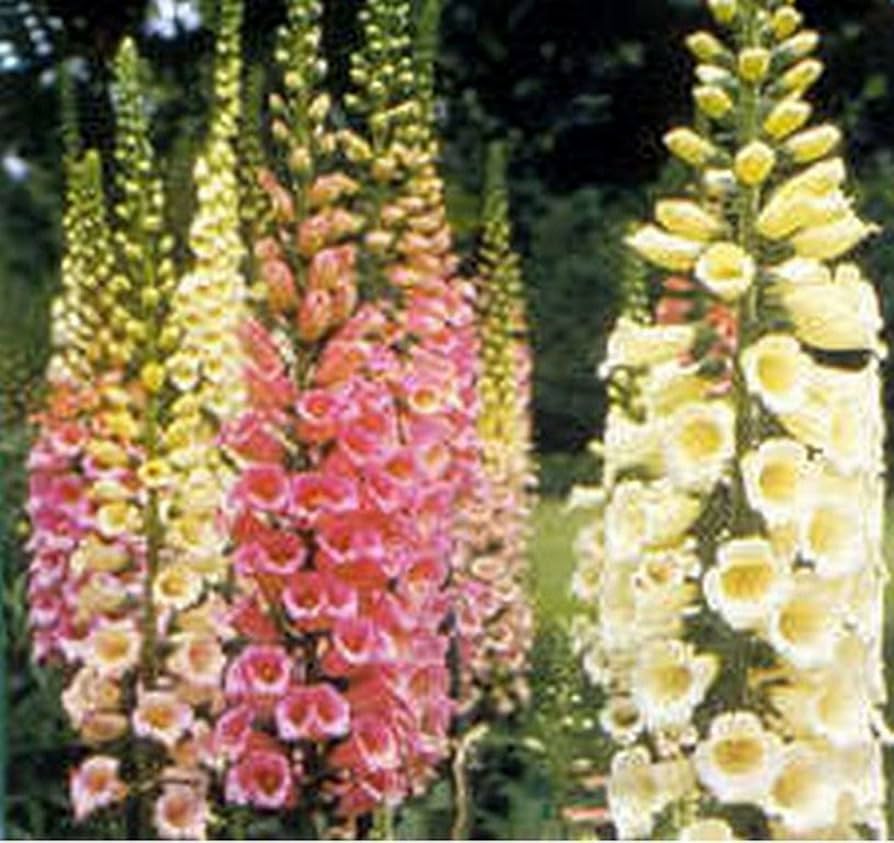 Dwarf Foxglove Foxy Mix Digitalis Seeds for Planting Flower Bed