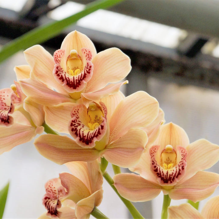 Orange Cymbidium Orchid Seeds - Heirloom Non-GMO Planting Flower Seeds