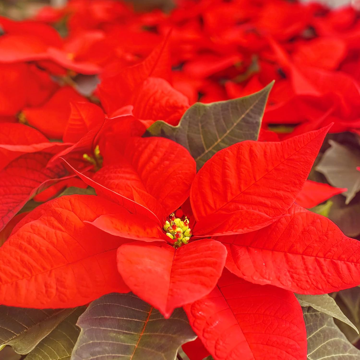 Poinsettia Seeds