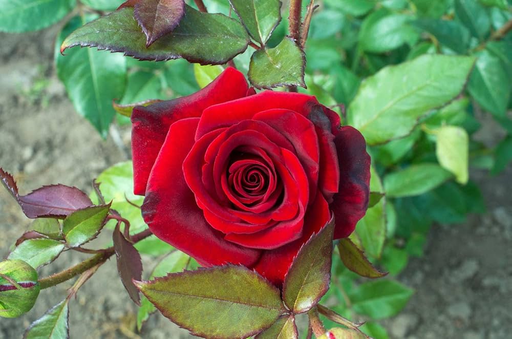 Desert Balcony Red Flower – Ornamental Plant – for planting in urban garden pot