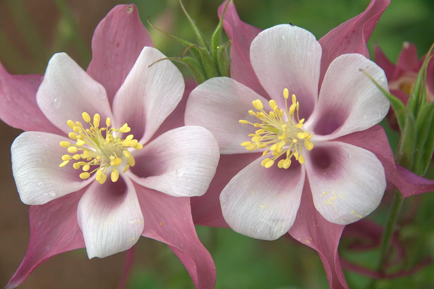 Heirloom Organic Non-GMO White Pink Aquilegia Seeds for Planting seeds for planting in home garden