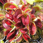 Red Catching Plant or Venus Fly Trap Insectivorous Plant Planting Seeds for Garden NON GMO Seeds for planting in home garden