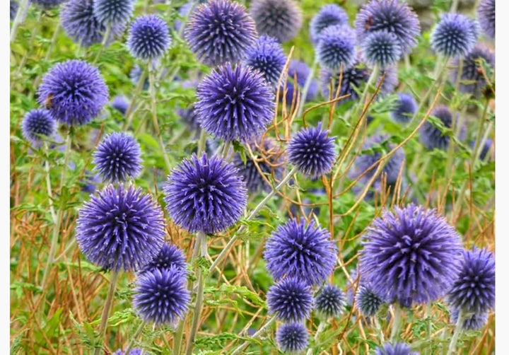 Echinops Ritro Flower Seeds for Planting, 100 pcs