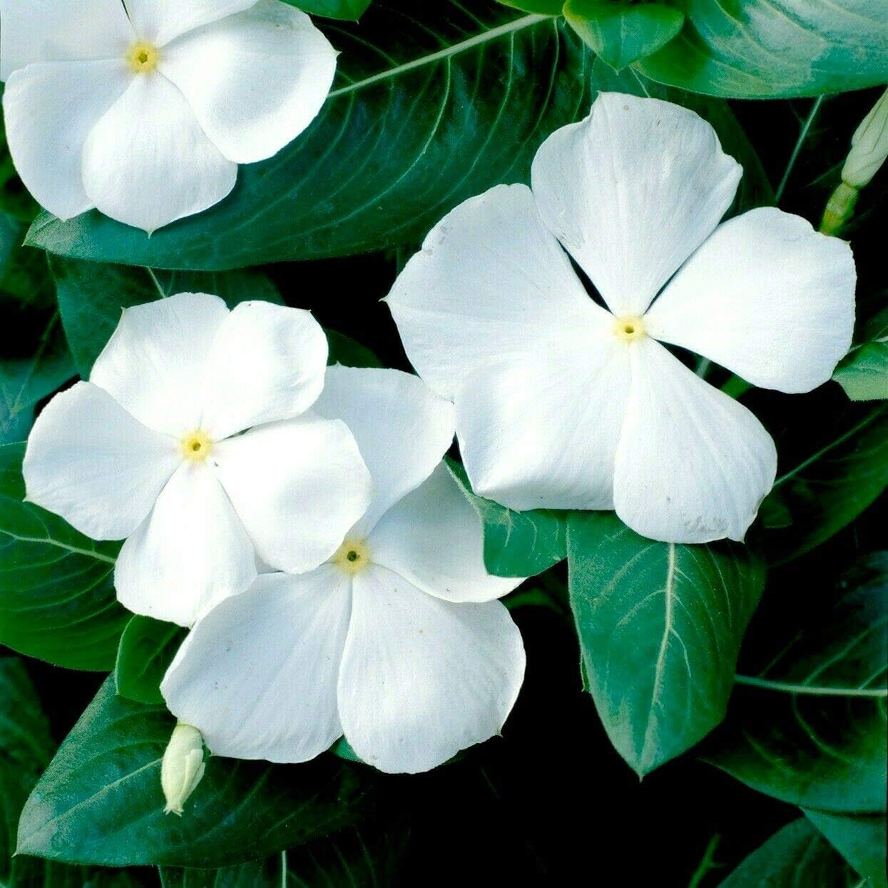 White Vinca Seeds