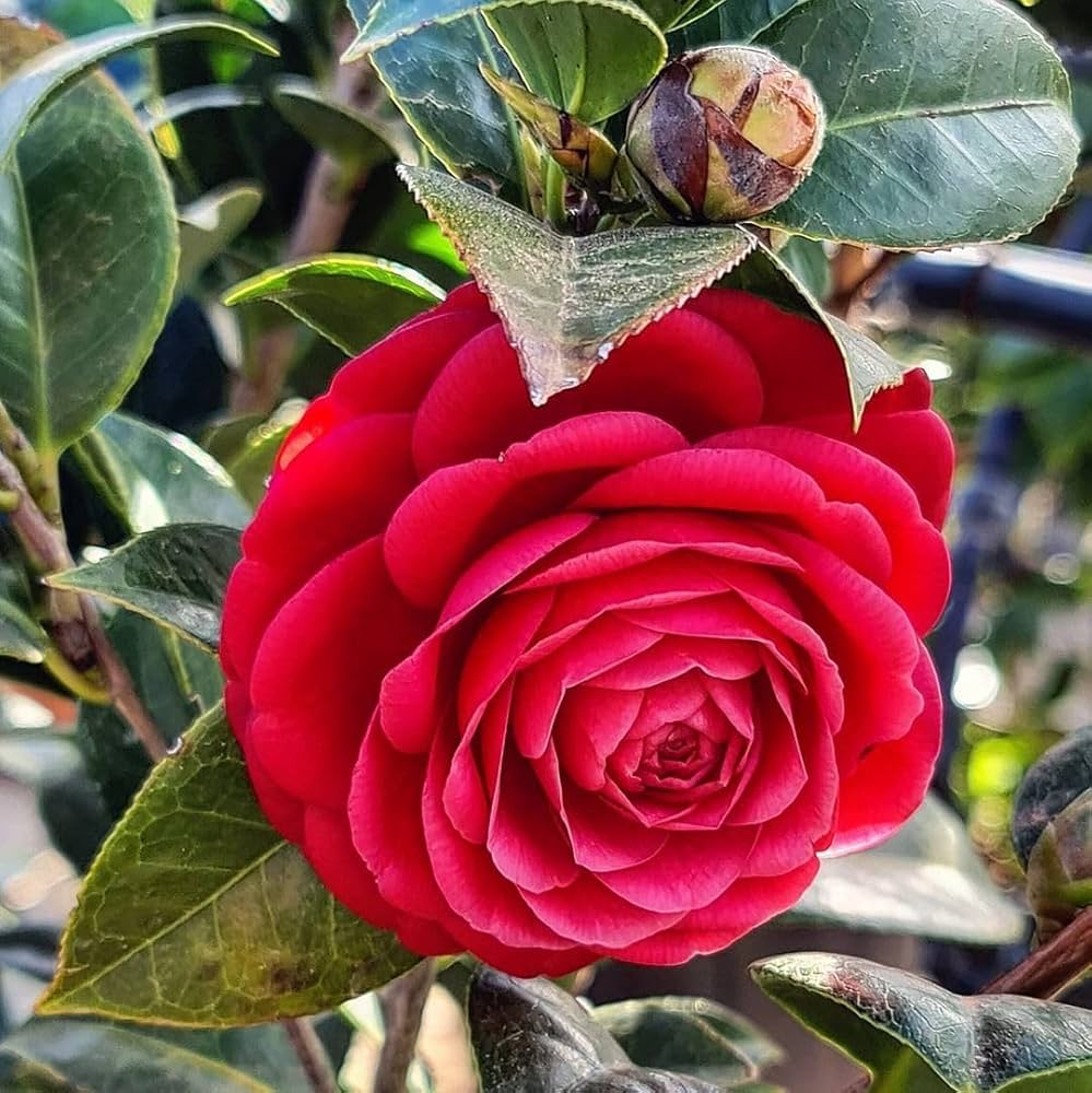 Camellia Japonica (Camellia japonica) seeds for garden planting