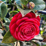 Camellia Japonica (Camellia japonica) seeds for garden planting