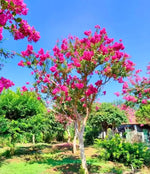 perennial-heirloom-non-gmo-purple-passiflora-incarnata-seeds

