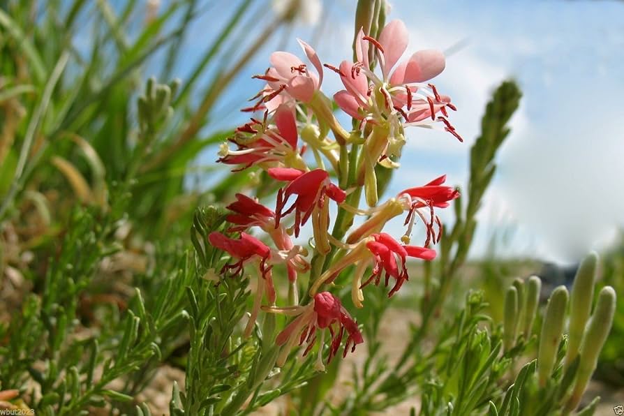 Gaura Gaura Lindheimeri Scarlet Wildflower Seeds for Planting – Perfect for Pollinator Gardens and Natural Landscaping