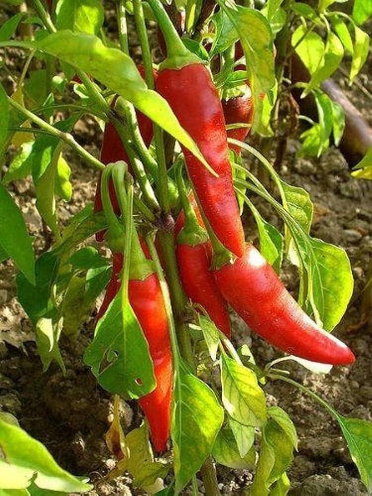Long red cayenne pepper (Capsicum annuum) seeds for planting