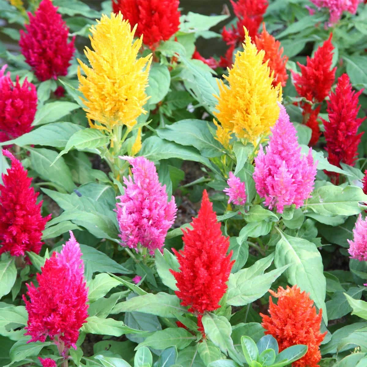 Celosia Fresh Look Gold for planting in flower bed