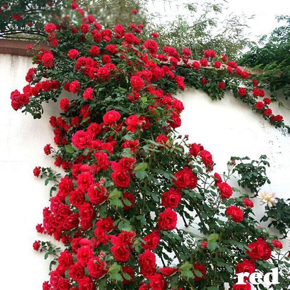 Red Climbing Rose Heirloom Flowering Seeds For Planting