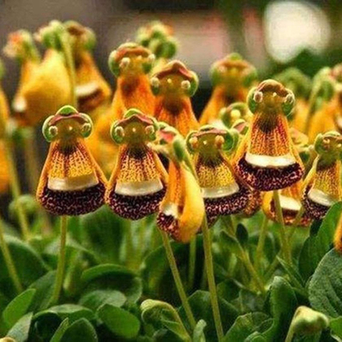Pink Calceolaria Flower Seeds - Pieces for Bonsai Pot, DIY Home Garden