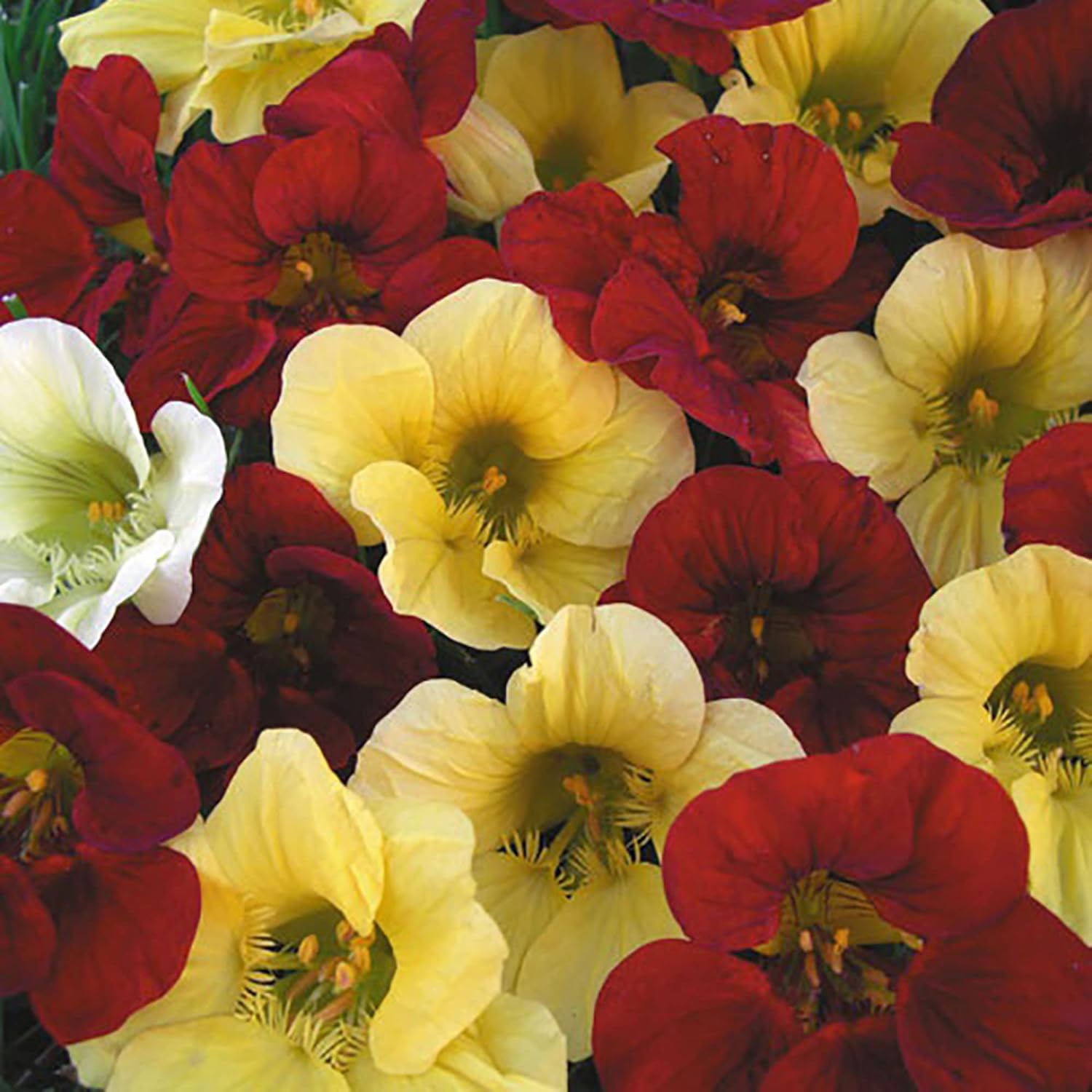 Night and Day Nasturtium Seeds Edible Flowers and Leaves