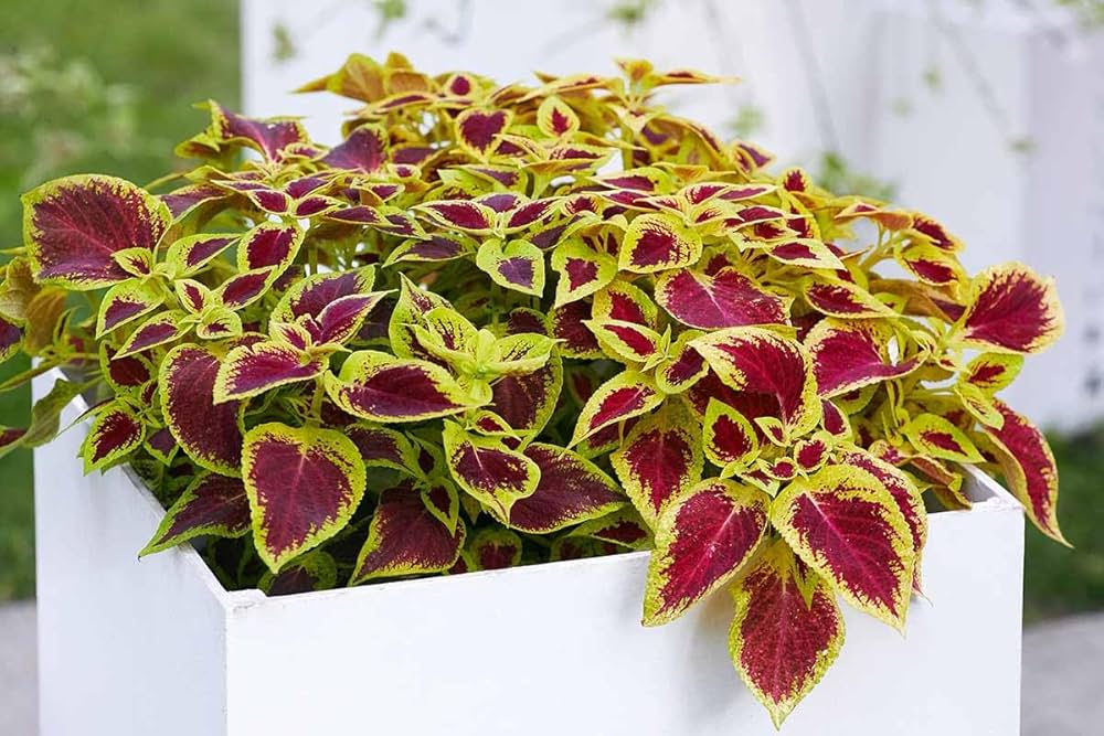 Coleus Jazz Rubin Solenostemon scutellarioides Seeds for Planting for Flower Bed