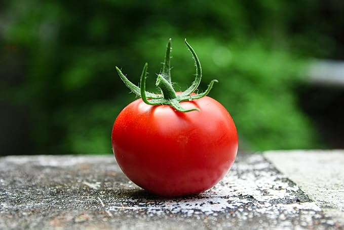 Tomato Mobile Solanum lycopersicum vegetable seeds for planting in vertical garden or containers