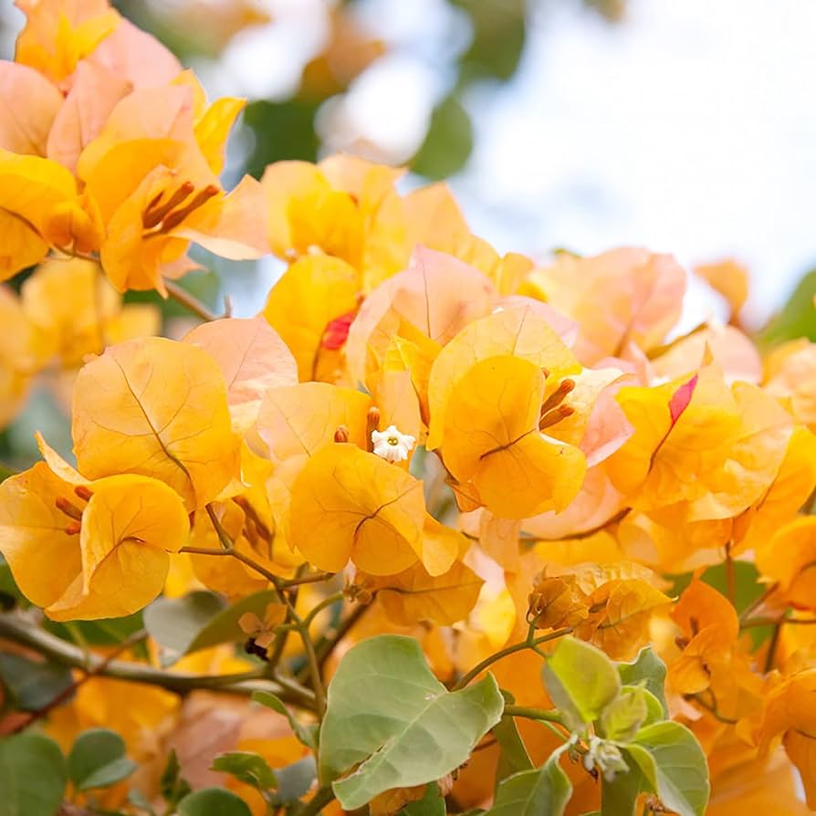 Bougainvillea Bougainvillea spectabilis flower seeds for planting in sunny backyard gardens