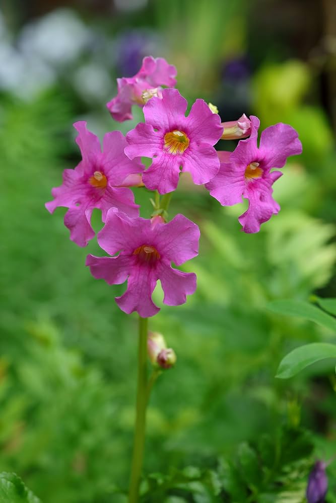 Incarvillea Delavayi Plant Seeds for Planting - 100