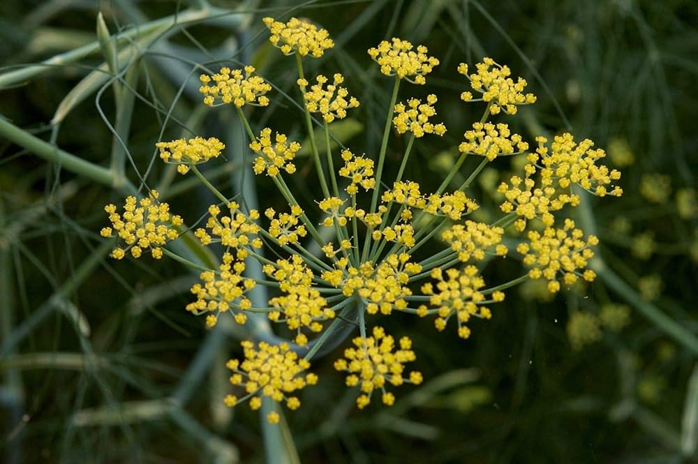 Fennel (Foeniculum Vulgare Florenz) Seeds