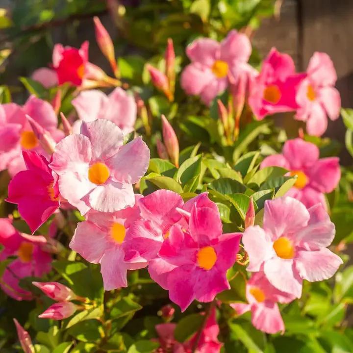 Mixed Mandevilla Sanderi Flower Seeds for Planting - Heirloom and GMO Free Seeds for Home Garden Dhara Seeds
