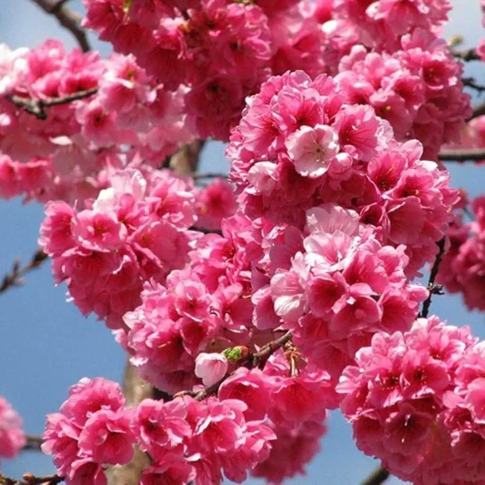 Pink Fraseri Serrulata Plant Seeds for Planting NON GMO Seeds seeds for planting in home garden
