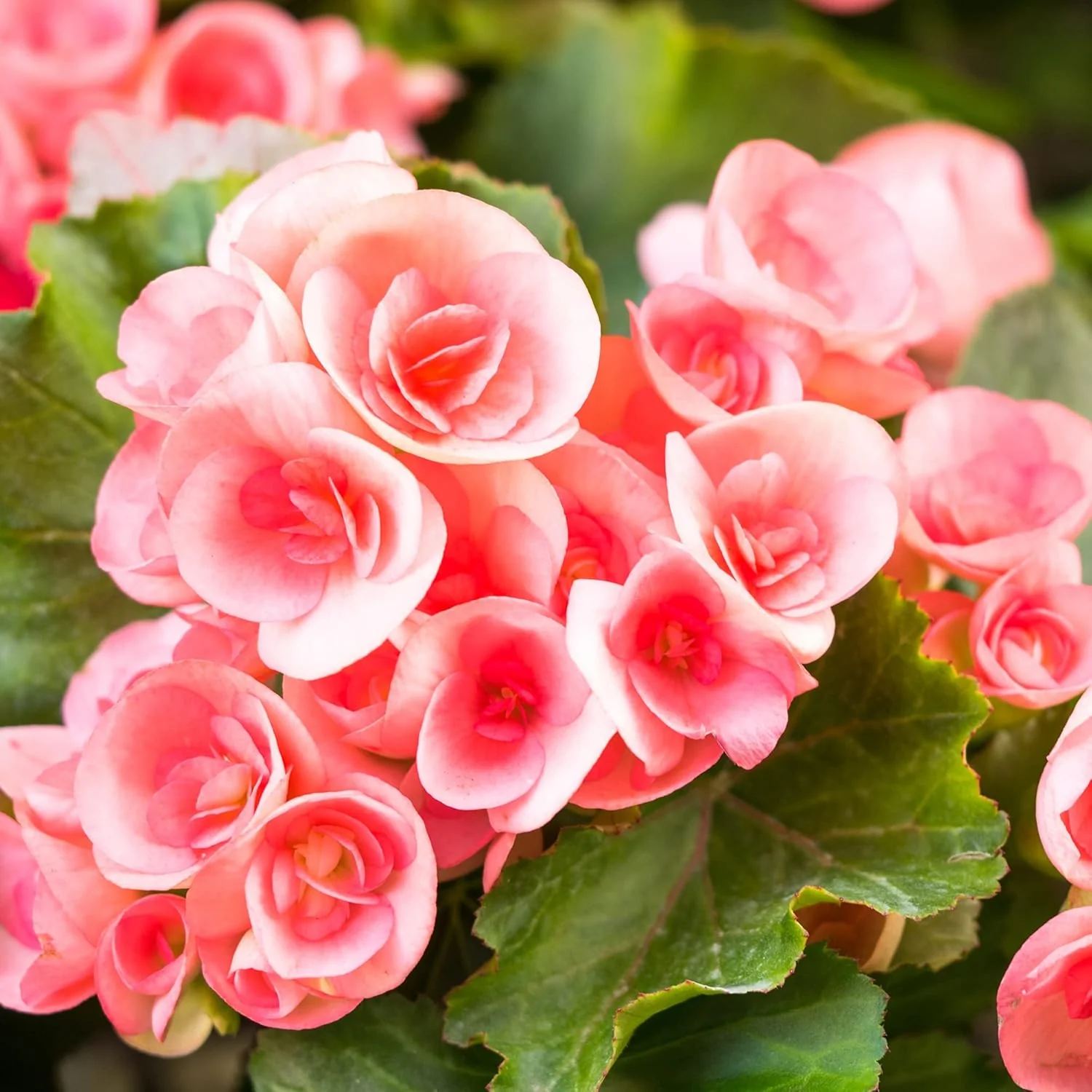 Begonia Flower Seeds Heirloom Non GMO Planting