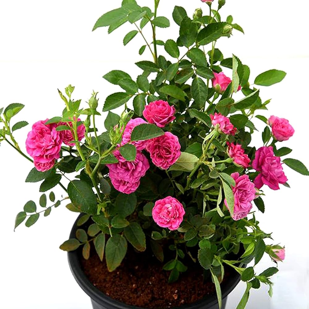 Miniature Rose Plant Seeds (Light Pink) – Fresh Seeds for Planting Small Rose Bushes