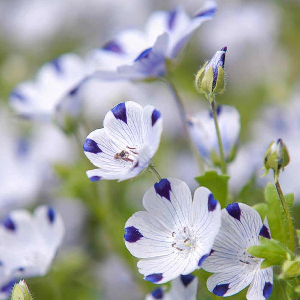 Baby Blue Eyes Seeds Nemophila maculata for Planting in Flower Beds or Borders