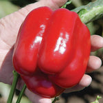 Pepper Capsicum spp. for planting in vegetable patch