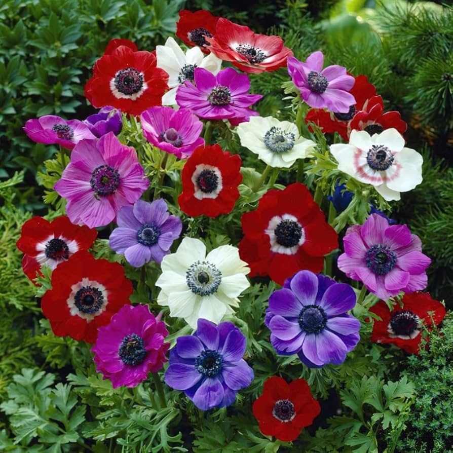 Anemone Anemone Coronaria Decaen Mix Flower Seeds for Planting – Perfect for Seasonal Color in Flower Beds and Pots