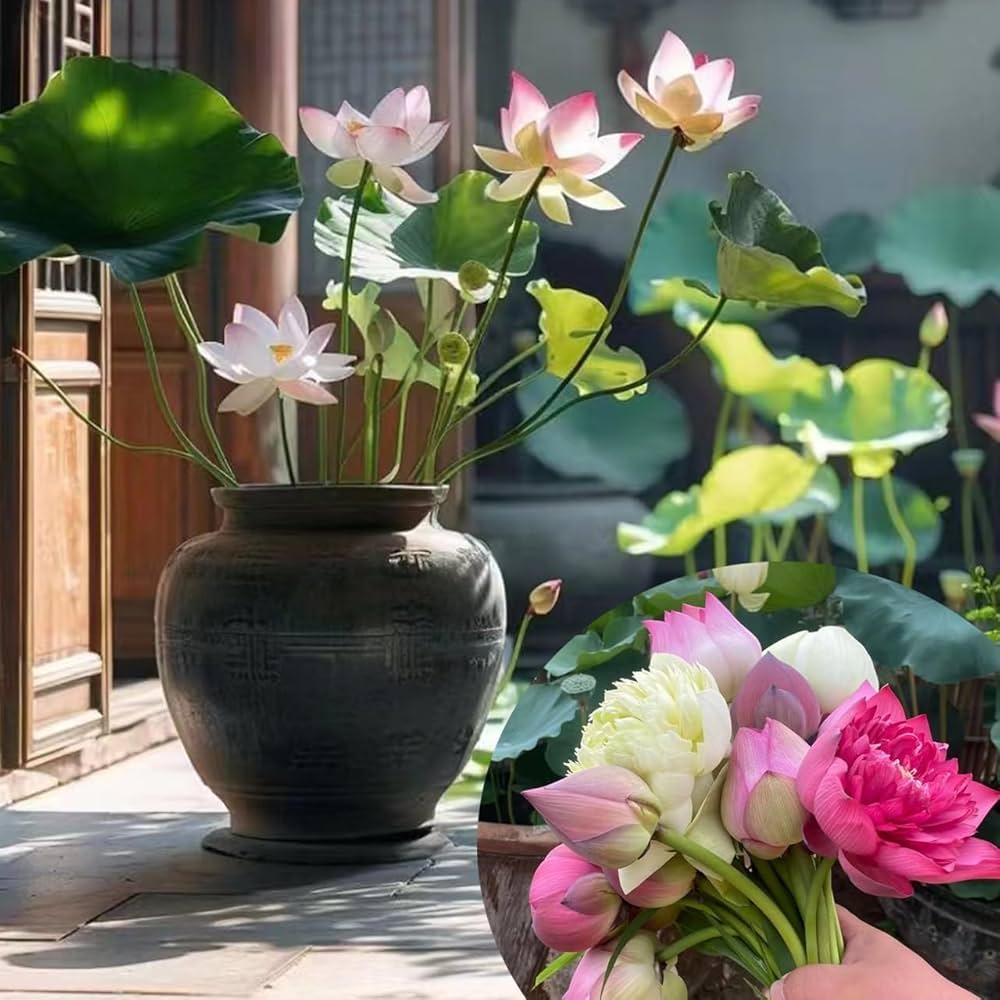 Lotto star flower Lotus bonsai seeds for indoor garden and flower bed