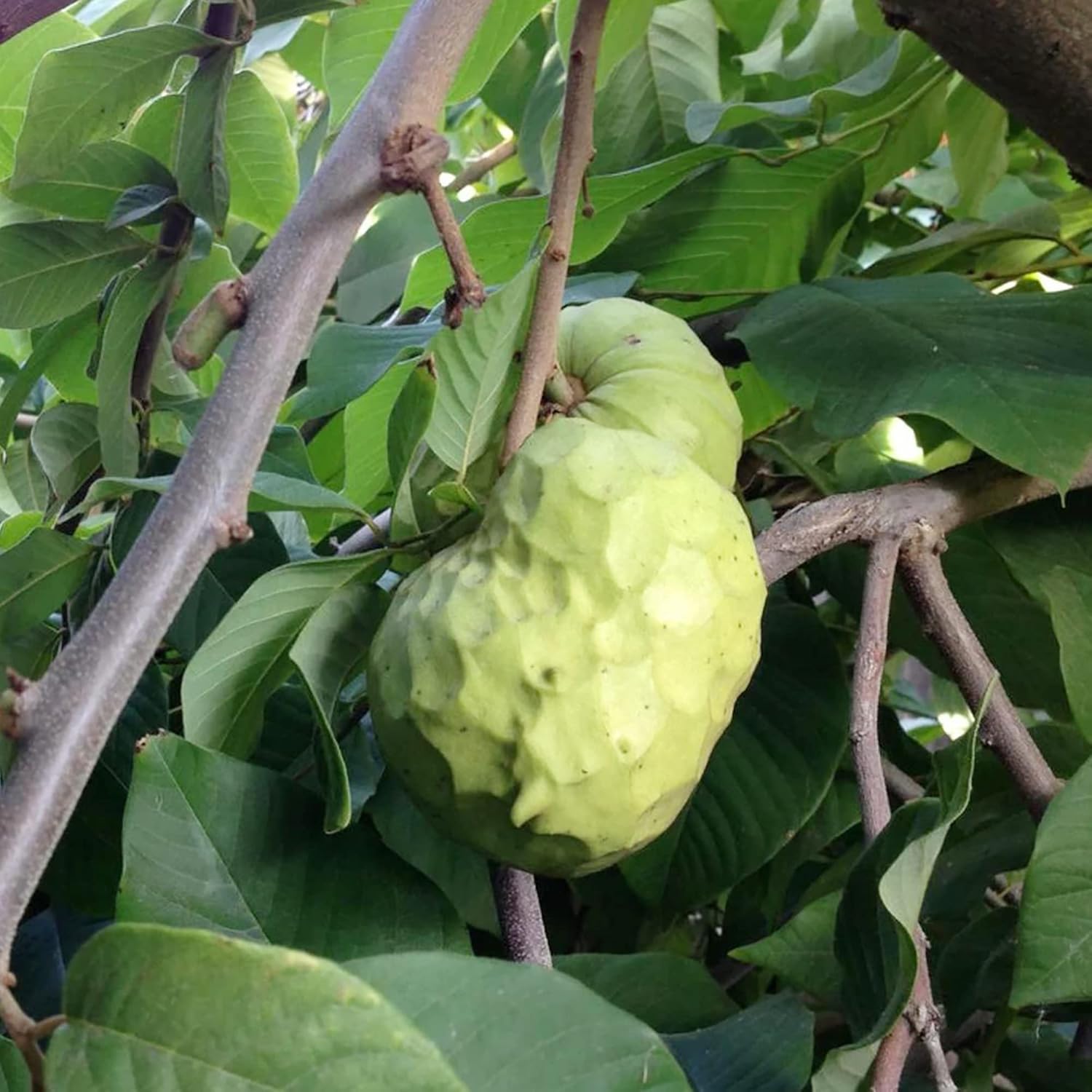 Custard Apple Seeds Cherimoya Non-GMO Tropical Fruit Tree Seeds