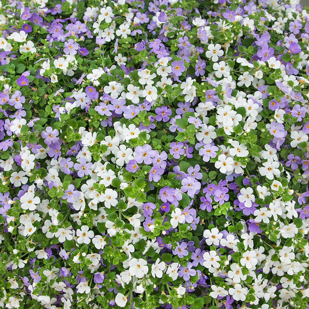 Mixed Bacopa Utopia Flower Seeds for Planting, 100 pcs for planting in your garden.