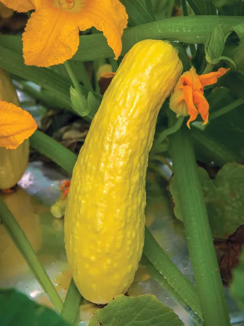 Squash Seeds (Organic) - Early Prolific Straightneck