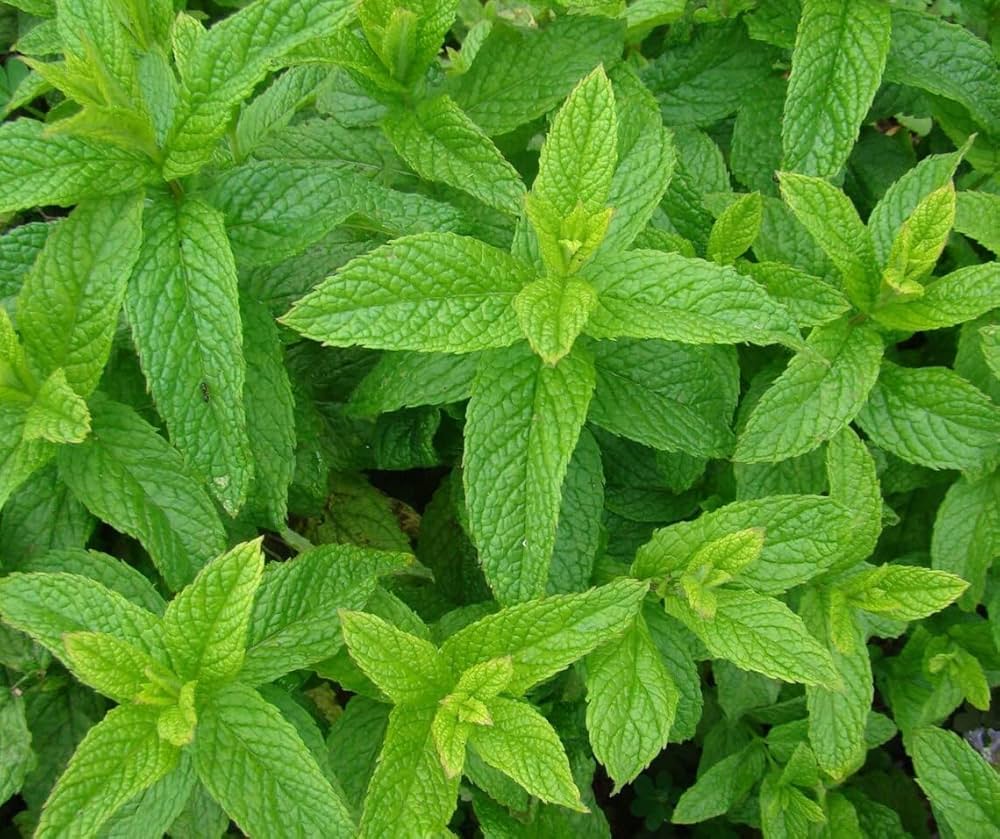 Green Spearmint Seeds – Refreshing Herb for Drinks-Heirloom & Non-GMO Seeds for planting – Fresh Herb for Your Garden
