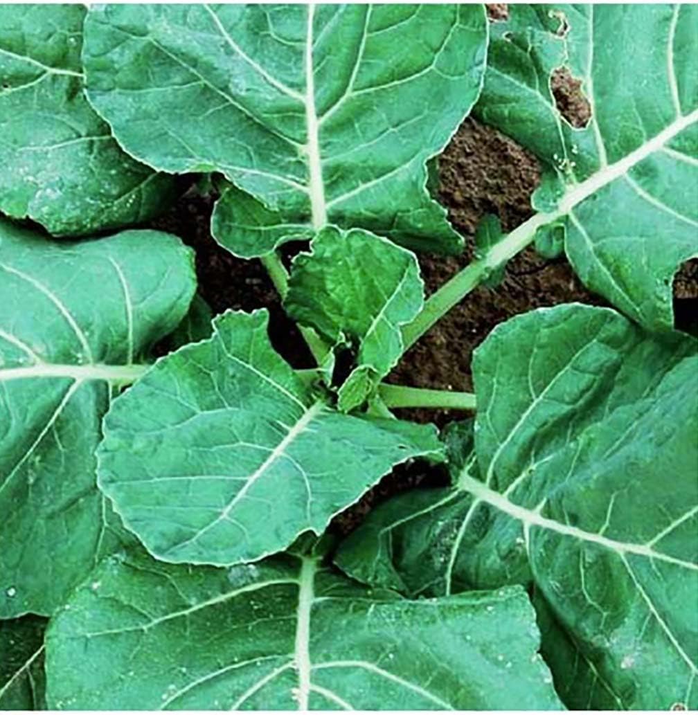 Collard Seeds - Vates