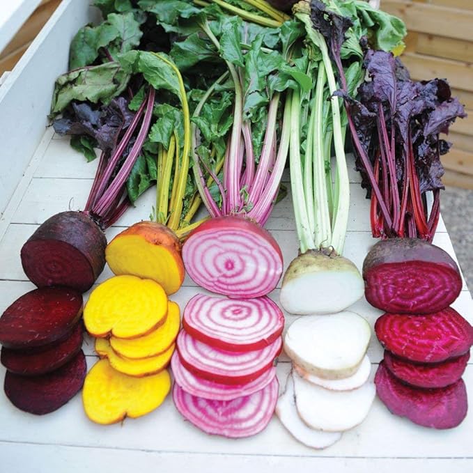 Beet Seeds - Rainbow Mix