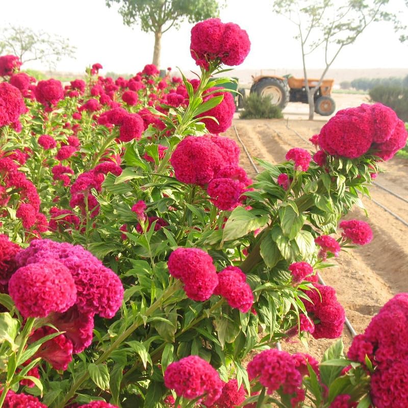 Higro rose celosia seed for garden planting