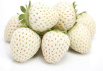 Pineberry for planting